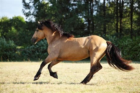 Exploring the Exquisite Spanish Gaited Horse Breeds: A Guide to their Beauty and Brilliance